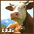 cows