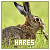 hares