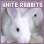 White Rabbits